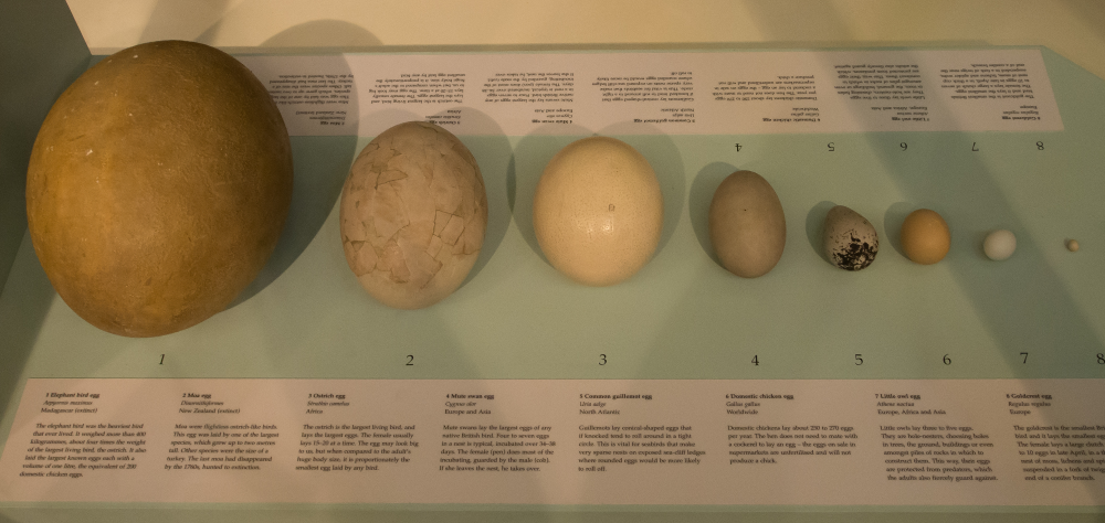 From left to right and biggest to smallest eggs: Elephant bird, moa, ostrich, mute swan, common guillemot, chicken, little owl, and goldcrest. Don’t worry, goldcrest, as The Sperm Olympics has demonstrated, size isn’t everything.